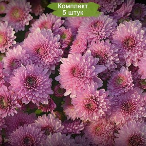 Саженцы нежно-розовой хризантемы мультифлоры Фонтайн Крем (Нежно-розовая ) -  комплект 5 шт.