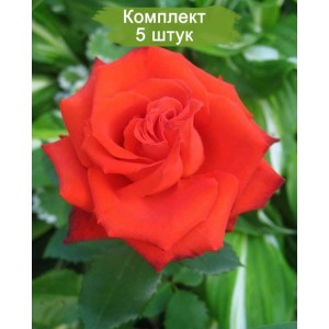 Саженцы чайно-гибридной розы Мерседес (Mercedes) -  комплект 5 шт.