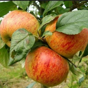 Яблоня Избранница