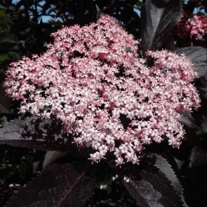 Саженец бузины чёрной Гуинчо Перпл (Guincho Purple)