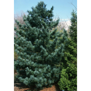 Саженец кедра Корейского от 150 см