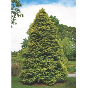 Саженец кипарисовика Лавсона 100-150 см