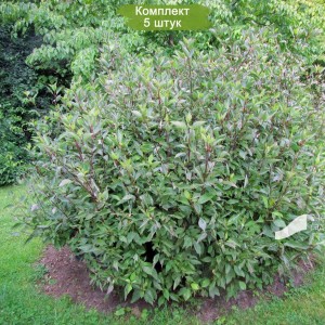 Саженцы дерена Кессельринга (Kesselringii) -  комплект 5 шт.