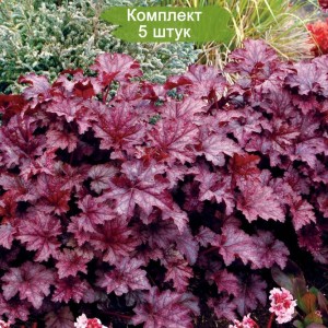 Саженцы гейхеры мелкоцветковой Аметист Мист (Amethyst Myst) -  комплект 5 шт.
