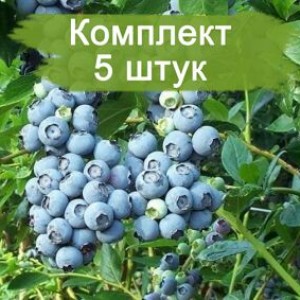 Саженцы голубики Нортленд (Northland) -  комплект 5 шт.