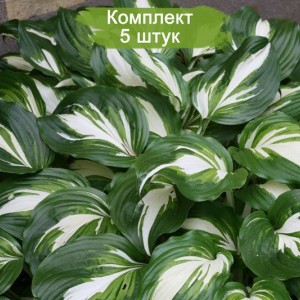 Саженцы хосты волнистой Медиовариегата (Mediovariegata) -  комплект 5 шт.