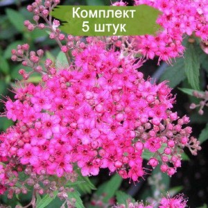 Саженцы спиреи Дартс красной (Darts Red) -  комплект 5 шт.