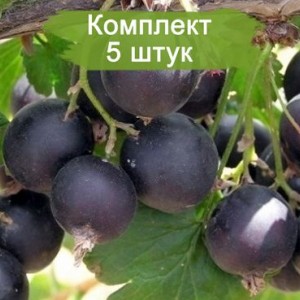 Саженцы Йошты ЕМБ -  комплект 5 шт.