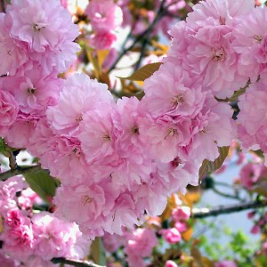 Саженец сакуры (вишни декоративной) Ошидори