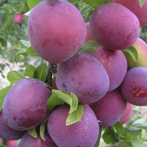 Саженец Алычи Обильная (Средняя/Красная)