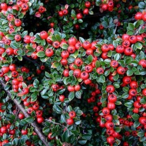 Саженец кизильника Даммера Билефельд (Dammeri Bielefeld)