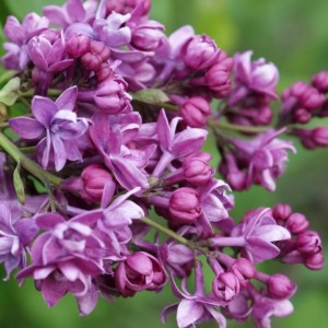 Саженец сирени Аделаида Данбар (Adelaide Dunbar)