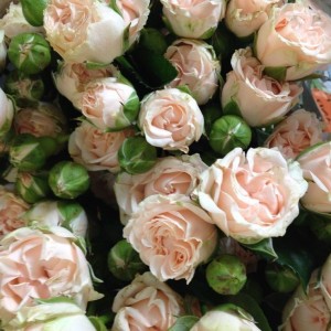 Саженец спрей розы Романтик Пепита (Romantic Pepita )