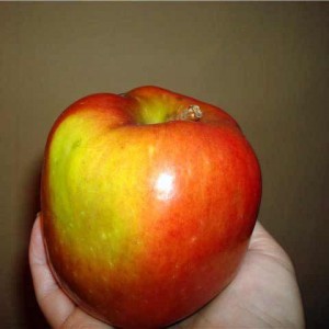 Саженец яблони Волжская красавицы