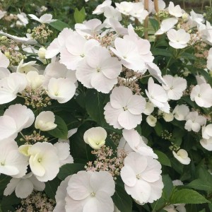 Саженец гортензии ампельной Сбежавшая Невеста / Белоснежка (Runaway Bride)